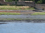 Golfe du Morbihan
